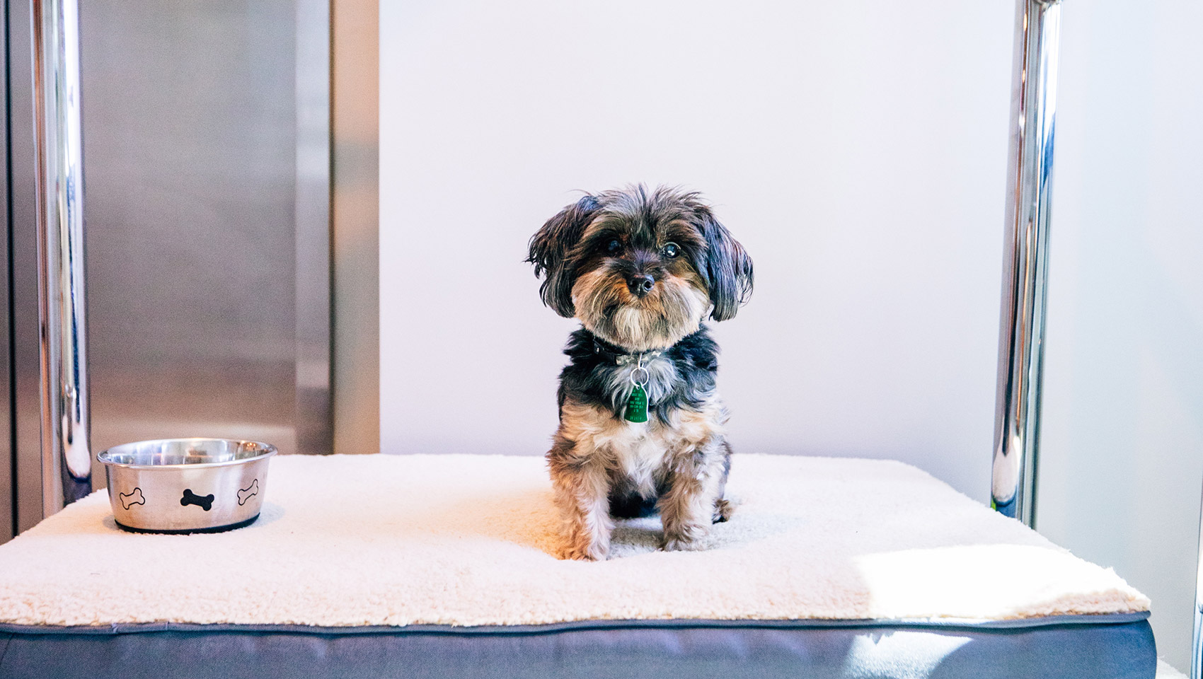 Pet Friendly Hotels Palm Springs  Kimpton Rowan Palm Springs Pet Policy