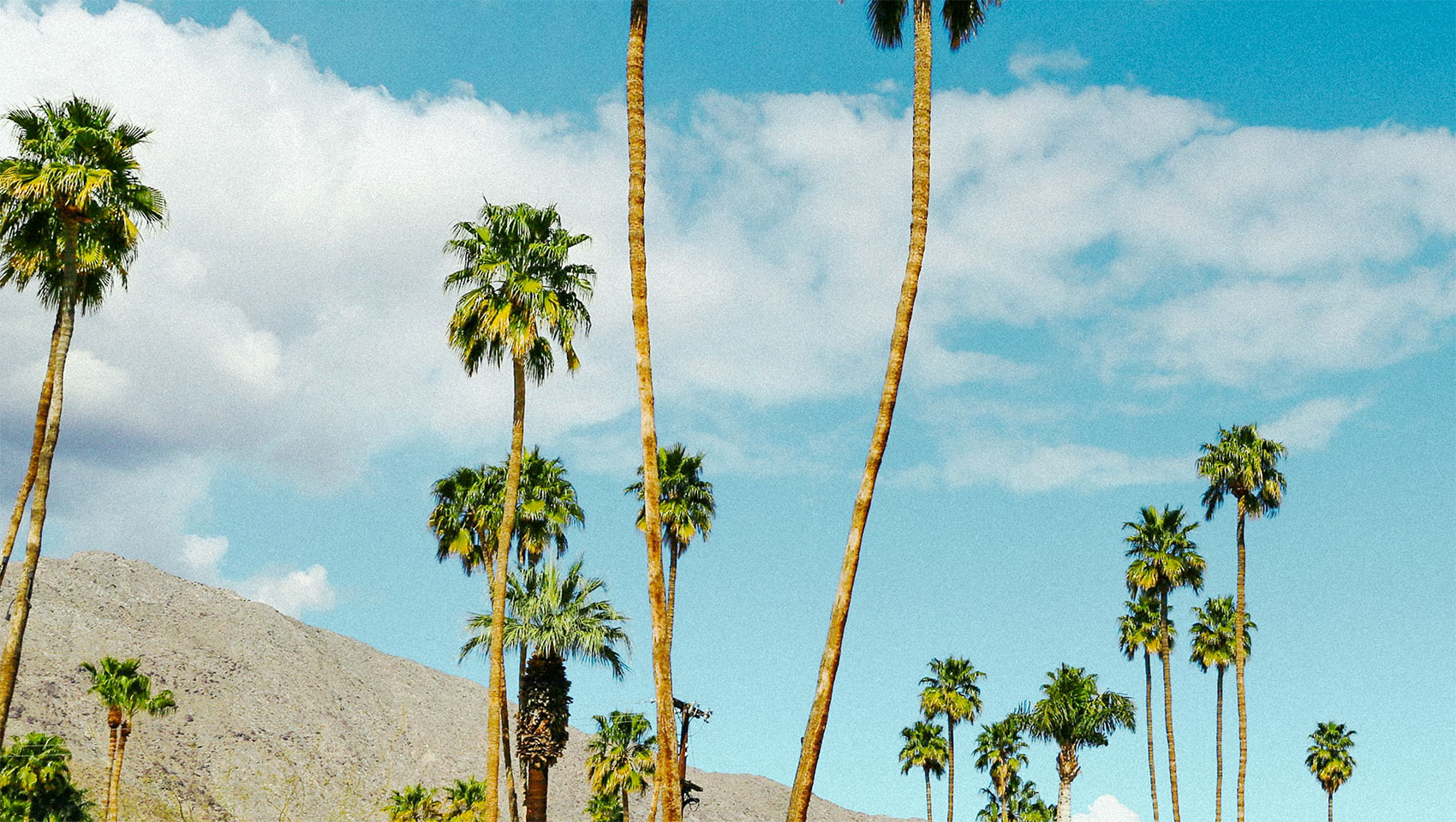 mountain and palm trees view