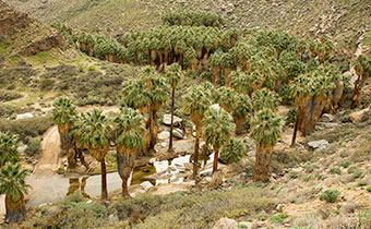 Indian Canyons Palm Trees