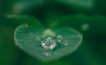 Water droplet on leaf