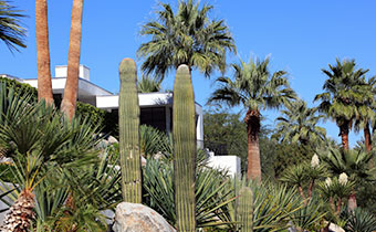 Botanical Garden Palm Springs