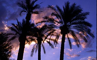 Palm Trees