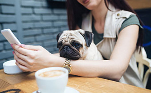 Dog in woman's lap who is sitting at a table in a cafe